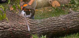 Best Storm Damage Tree Cleanup  in Hudson, IA