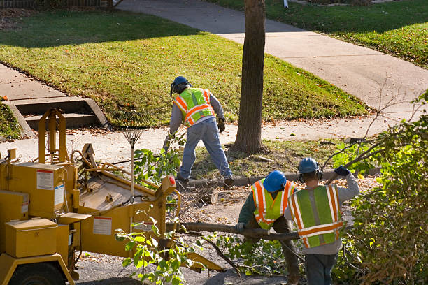Best Tree Mulching  in Hudson, IA